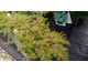 Juniperus conferta All Gold