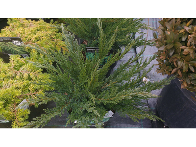 Juniperus sabina