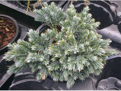 Juniperus squamata