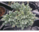 Juniperus squamata Blue Star