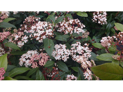 Viburnum tinus