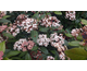 Viburnum tinus