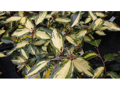 Elaeagnus x ebbingei