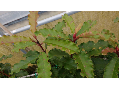 Photinia serratifolia