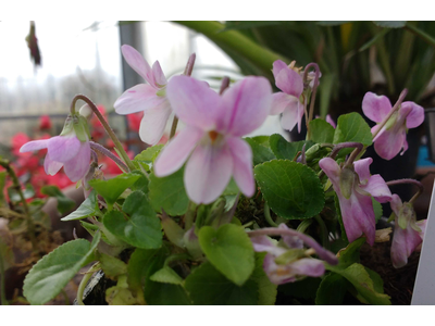 Viola odorata