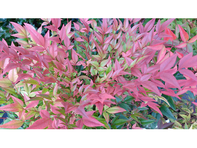 Nandina domestica