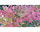 Nandina domestica Gulfstream