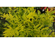 Nandina domestica Lemon Lime ®