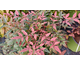 Nandina domestica Obsessed ® Noble