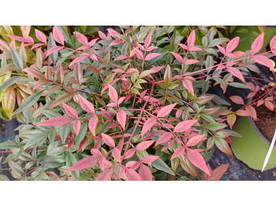 Nandina domestica