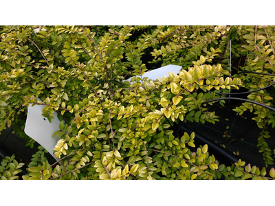 Lonicera nitida
