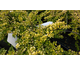 Lonicera nitida Golden Glow