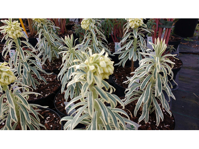 Euphorbia characias