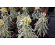 Euphorbia characias Tasmanian Tiger ®