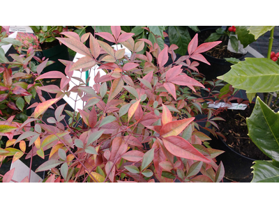 Nandina domestica