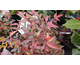 Nandina domestica Flirt ®