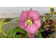 Helleborus Bridget