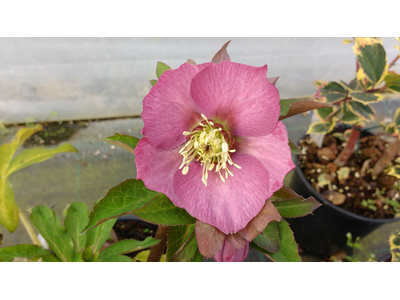 Helleborus