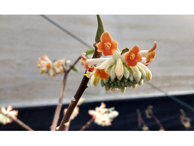 Edgeworthia chrysantha