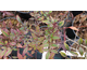 Nandina domestica Sunset