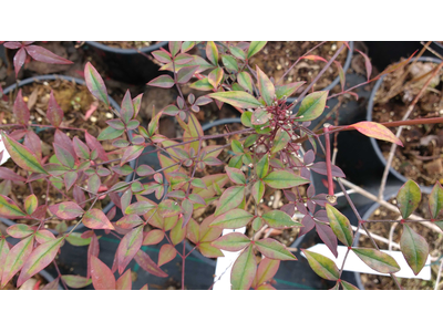 Nandina domestica