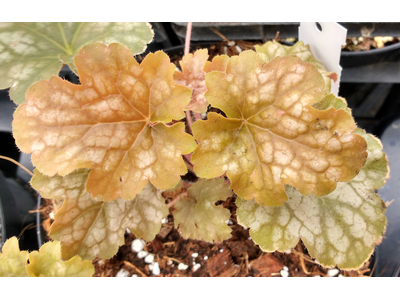 Heuchera