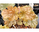 Heuchera Ginger Ale