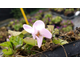 Viola odorata Orchid Pink