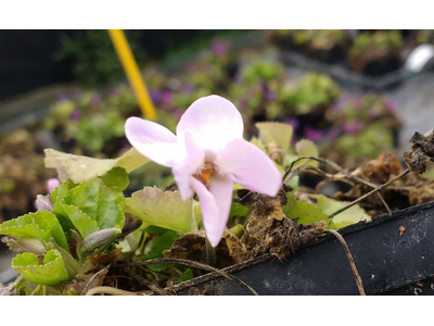 Viola odorata