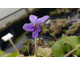 Viola riviniana 