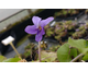 Viola riviniana