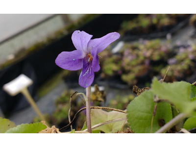 Viola riviniana