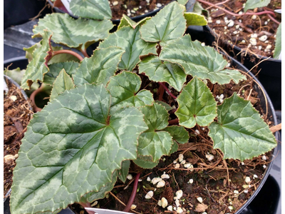 Cyclamen hederifolium