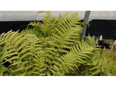 Dryopteris filix mas