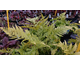 Dryopteris erythrosora Autumn