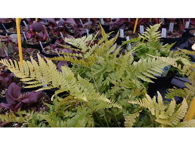 Dryopteris erythrosora