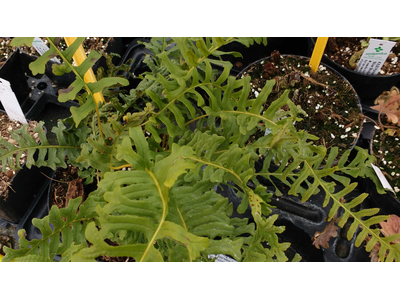 Polypodium vulgare