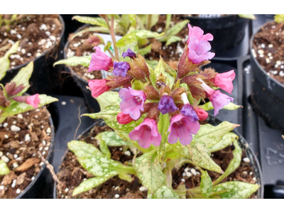 Pulmonaria