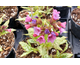 Pulmonaria Silver Bouquet ®