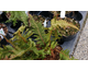 Polystichum setiferum Congestum