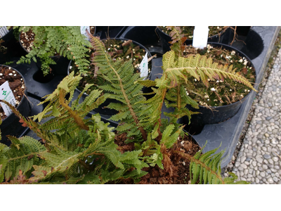 Polystichum setiferum