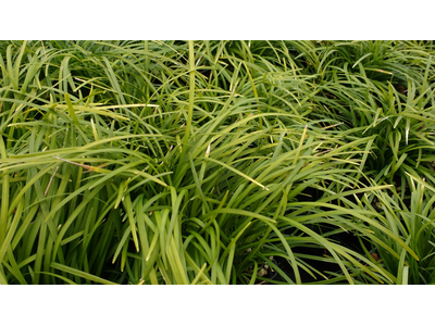 Convallaria japonica (Ophiopogon japonicus)