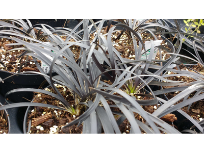 Ophiopogon planiscapus