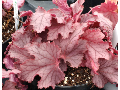 Heucherella