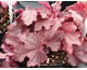 Heucherella Plum Cascade ®