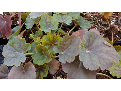 Heuchera