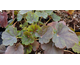Heuchera Blondie in Lime ®