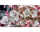 Heuchera Cinnabar Silver ®