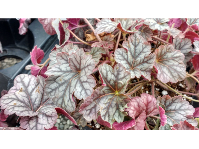 Heuchera