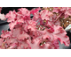 Heuchera Red Sea ®
